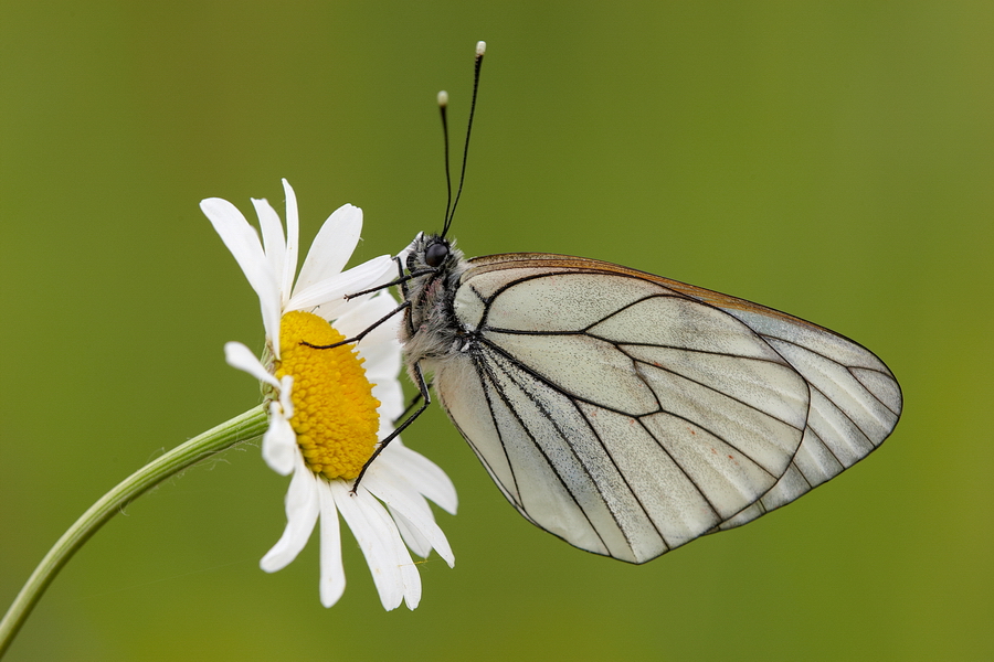 BaumweiÃŸling (Aporia crataegi)