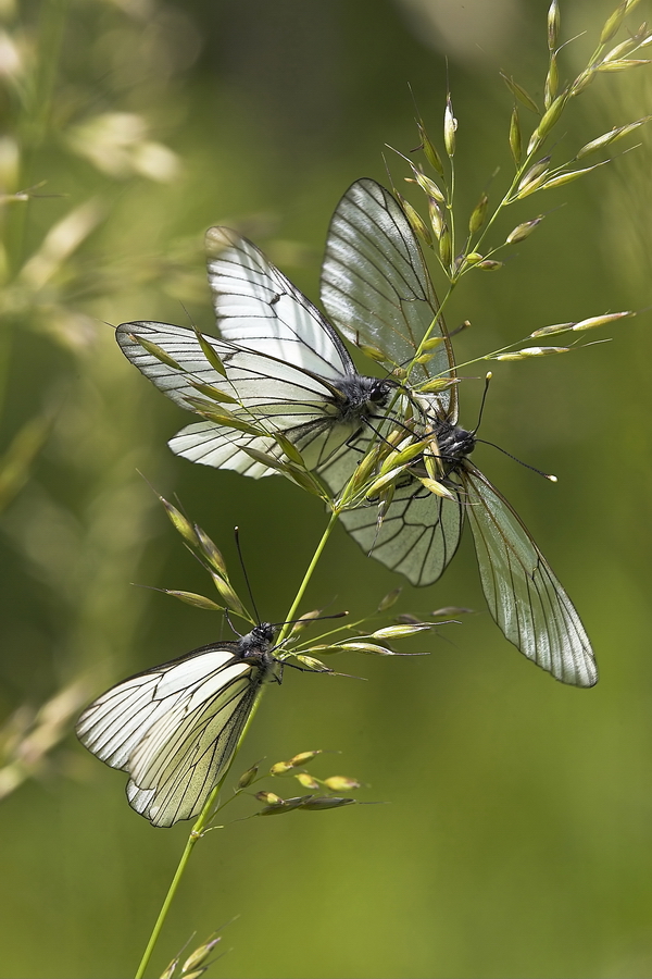 BaumweiÃŸling (Aporia crataegi)