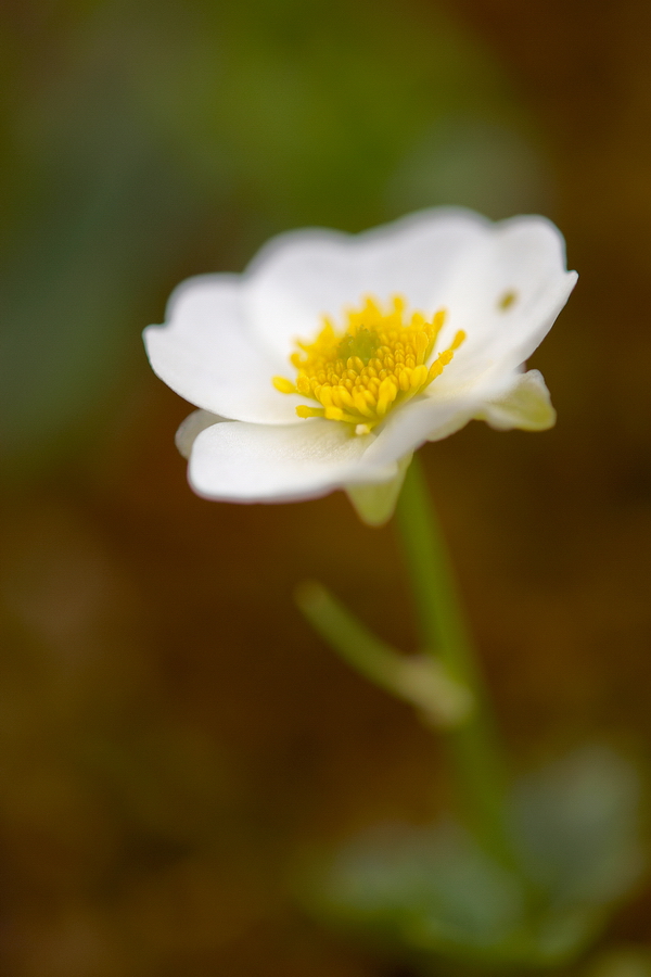 Alpen-HahnenfuÃŸ (Ranunculus alpestris)