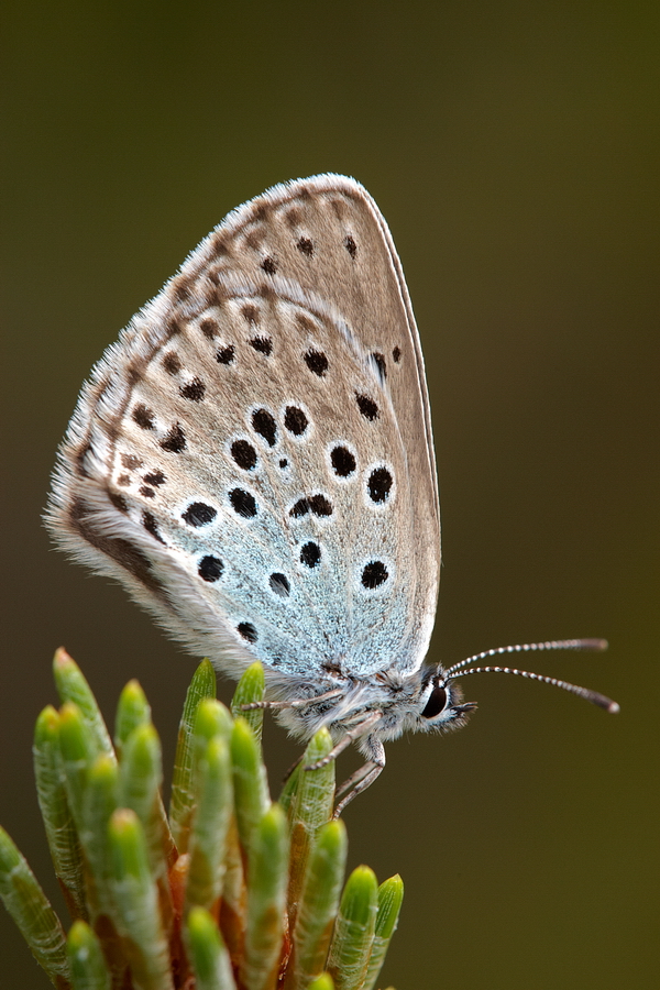 Thymian-AmeiseblÃ¤uling (Maculinea arion)