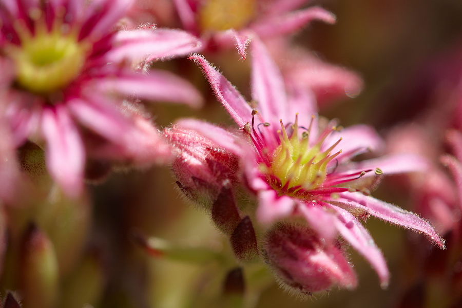 Alpen-Hauswurz (Sempervivum alpinum)