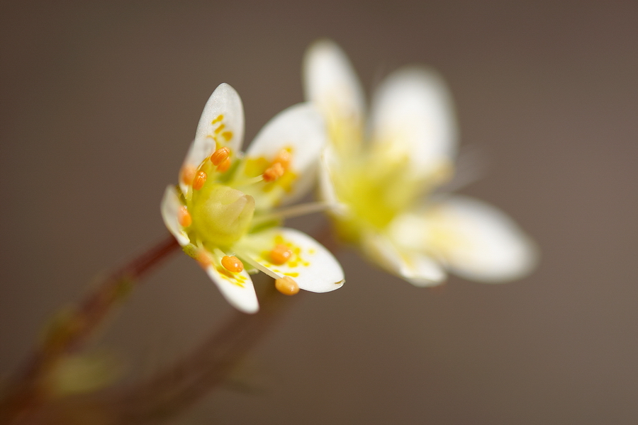 Rauher Steinbrech (Saxifraga aspera)