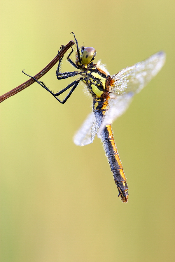 Schwarze Heidelibelle (Sympetrum danae)