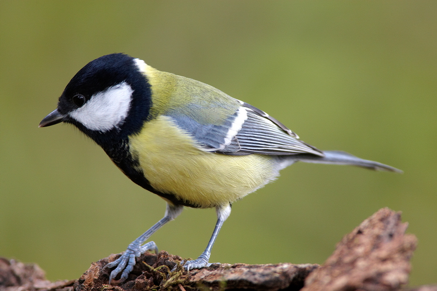 Kohlmeise (Parus major)