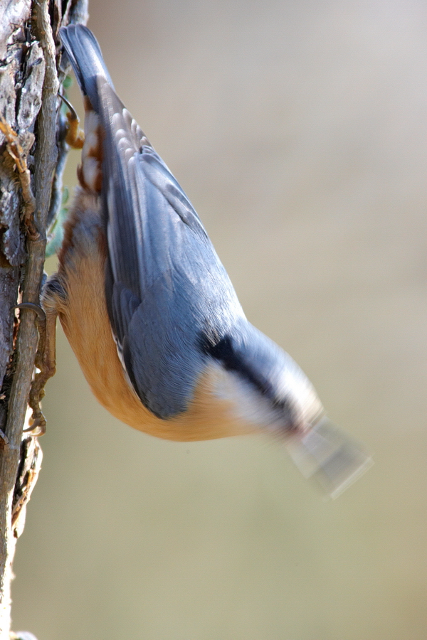 Kleiber (Sitta europaea)