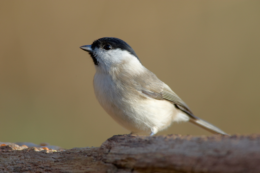 Sumpfmeise (Poecile palustris)