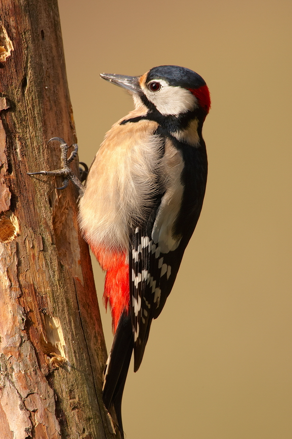 Buntspecht (Dendrocopos major)