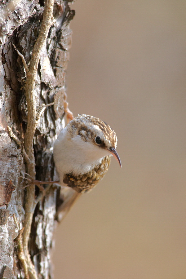 WaldbaumlÃ¤ufer (Certhia familiaris)