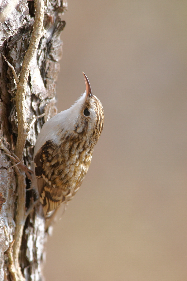 WaldbaumlÃ¤ufer (Certhia familiaris)