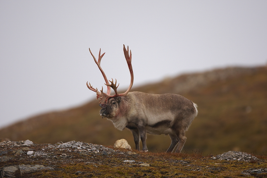 Rentier (Rangifer tarandus)