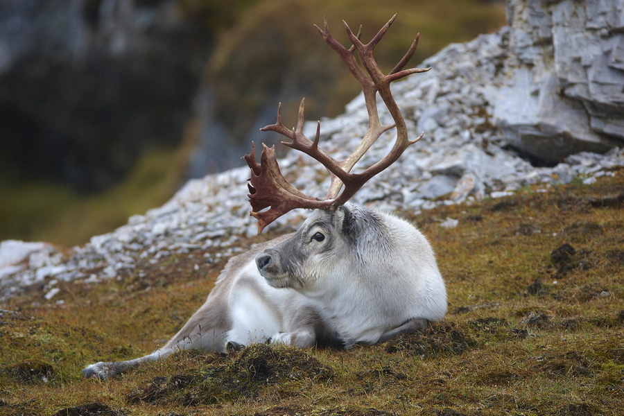 Rentier (Rangifer tarandus)