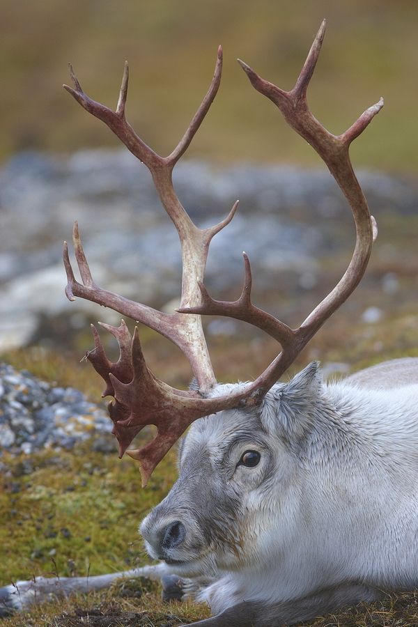 Rentier (Rangifer tarandus)