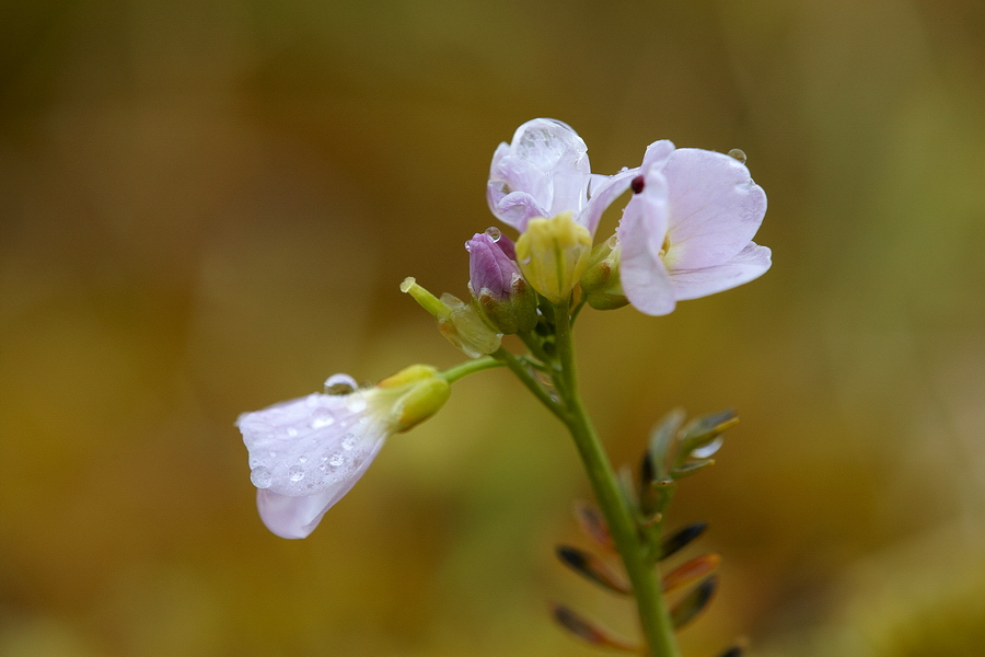 Polarschaumkraut (Cardamine nymanii)