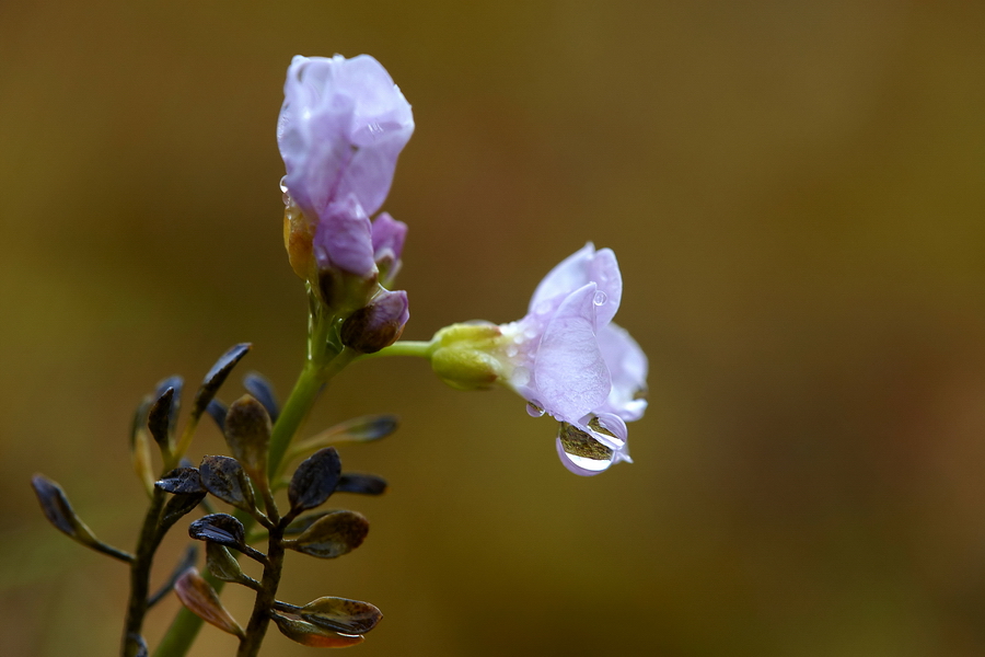 Polarschaumkraut (Cardamine nymanii)
