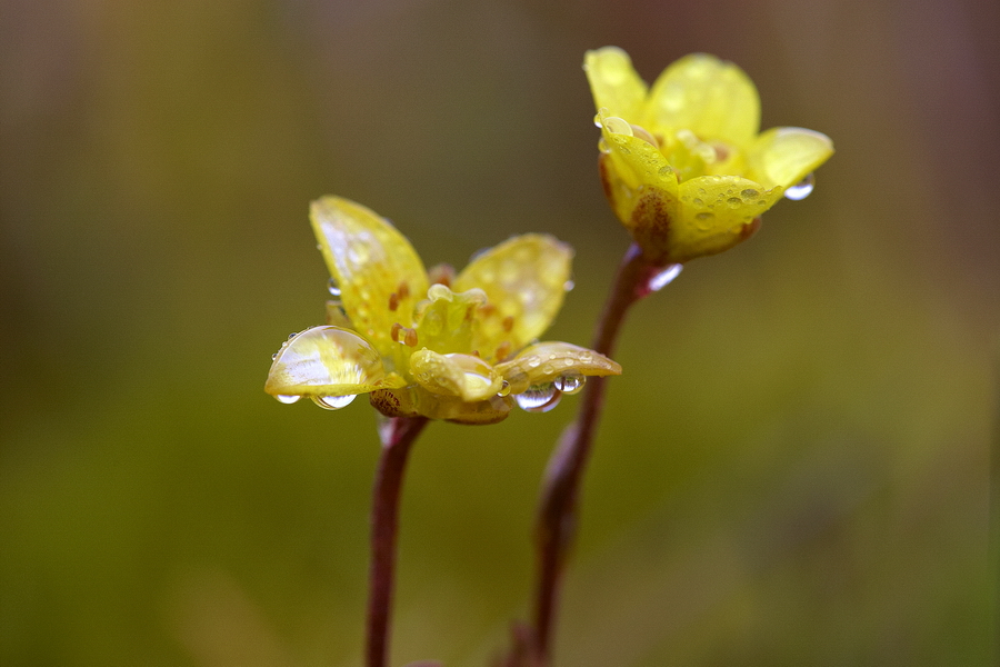 Fadensteinbrech (Saxifraga platysepala)