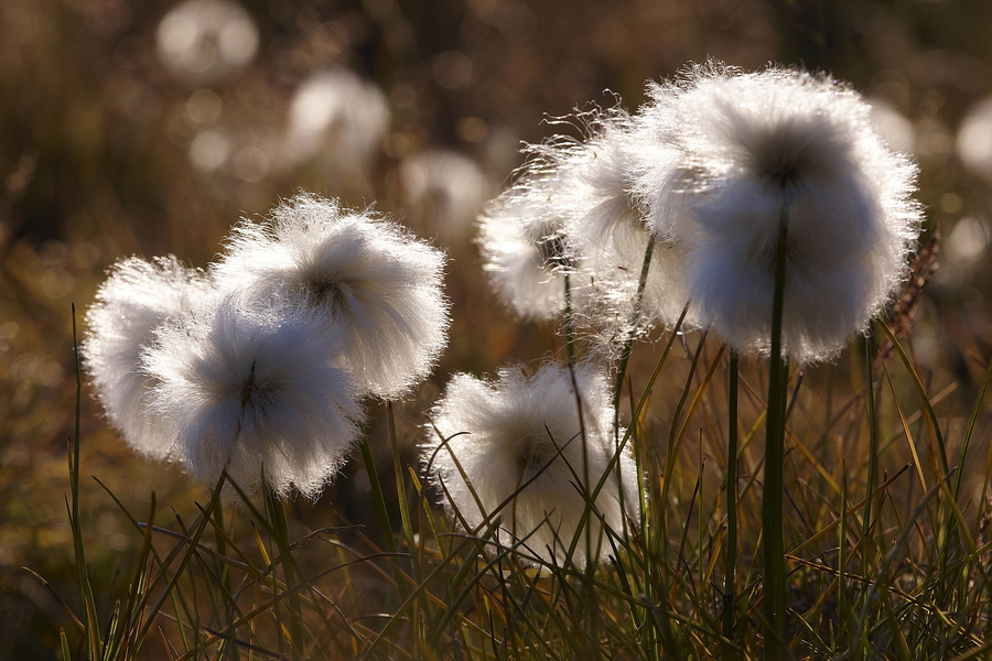 Wollgras (Eriophorum)