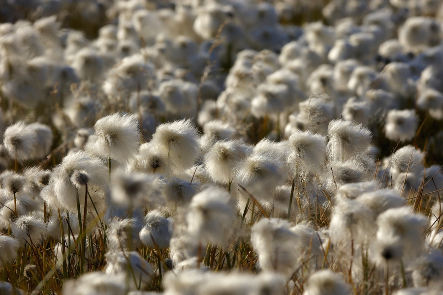 Wollgras (Eriophorum)