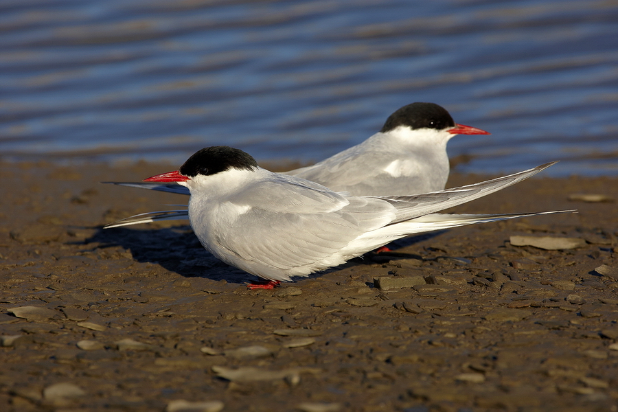 KÃ¼stenseeschwalbe (Sterna paradisaea)