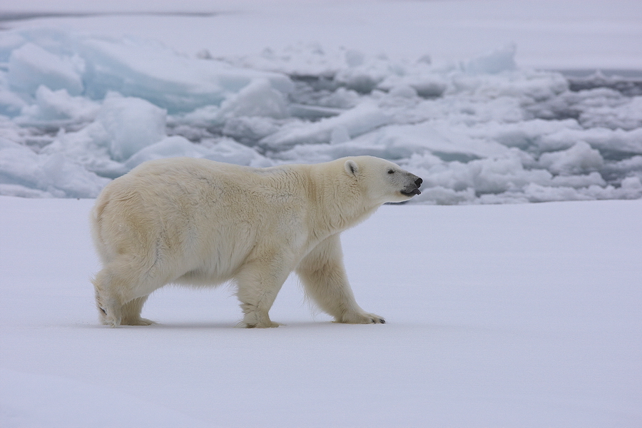 EisbÃ¤r (Ursus maritimus)