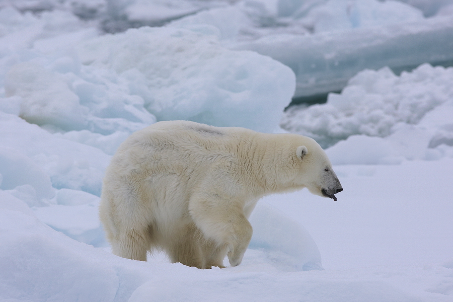 EisbÃ¤r (Ursus maritimus)