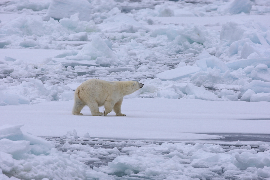 EisbÃ¤r (Ursus maritimus)