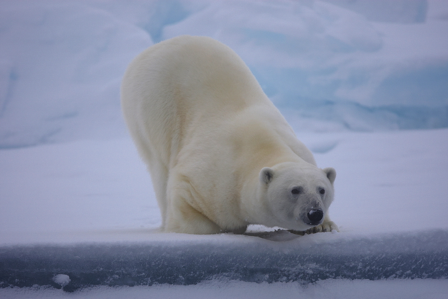 EisbÃ¤r (Ursus maritimus)