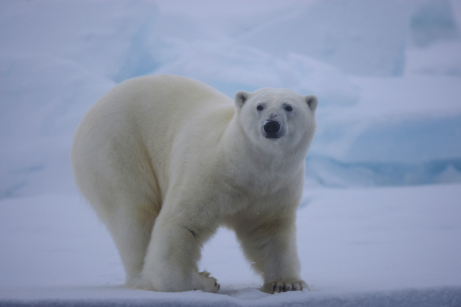 EisbÃ¤r (Ursus maritimus)