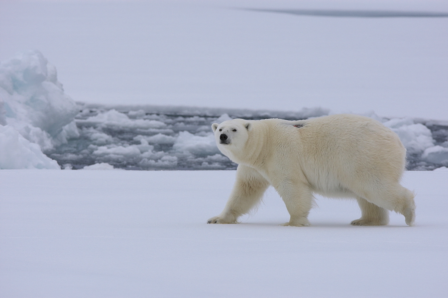 EisbÃ¤r (Ursus maritimus)