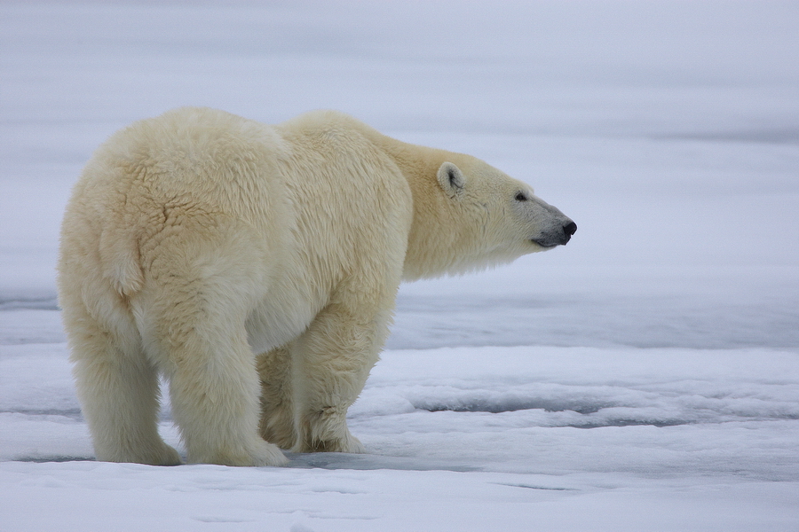 EisbÃ¤r (Ursus maritimus)