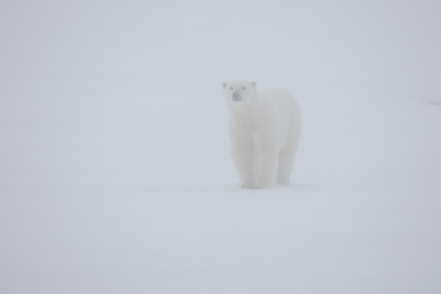 EisbÃ¤r (Ursus maritimus)