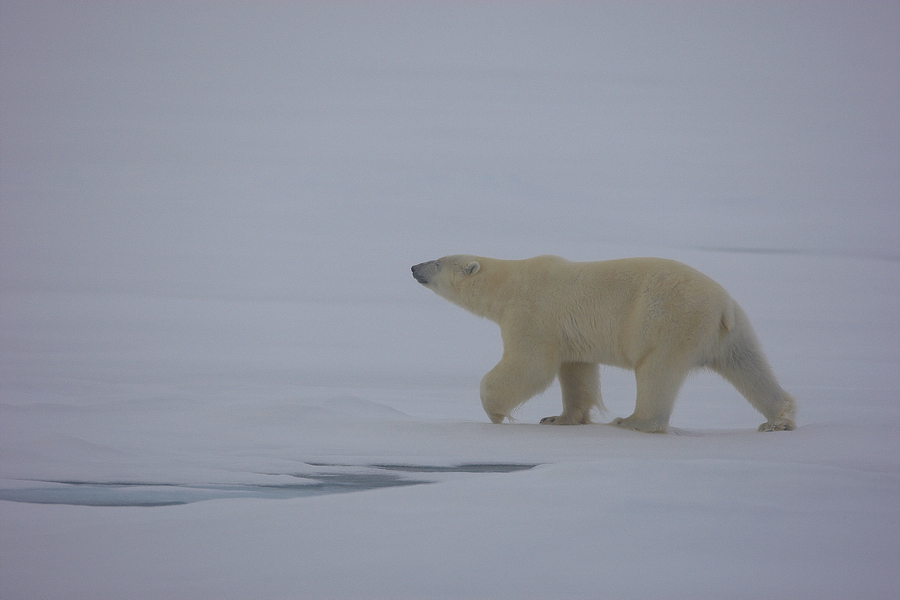 EisbÃ¤r (Ursus maritimus)