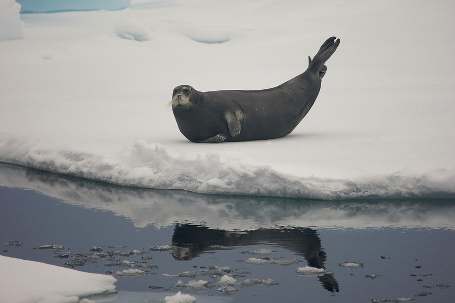 Bartrobbe (Erignathus barbatus)