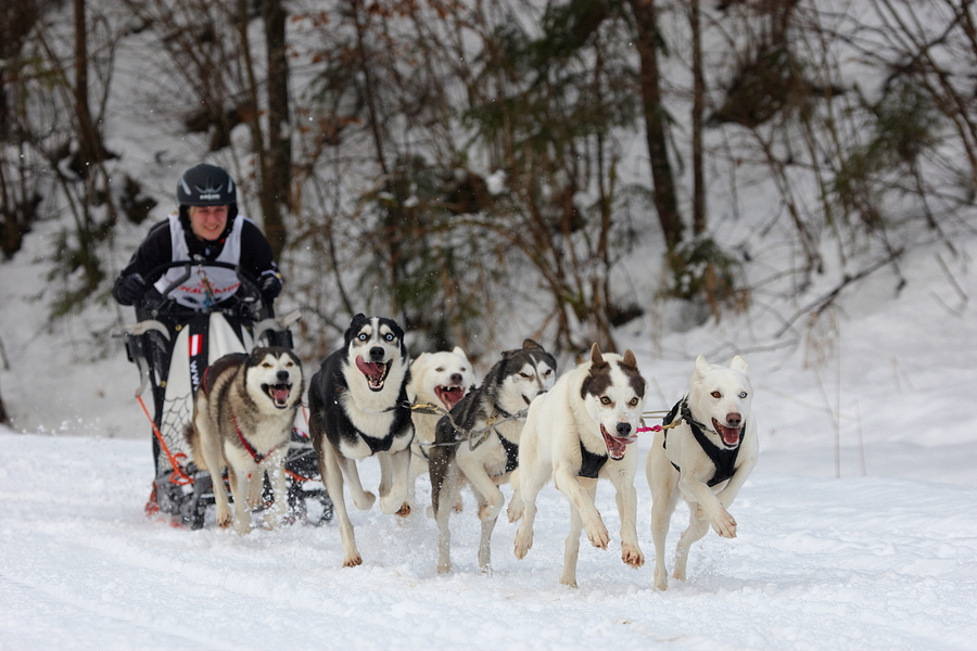 Schlittenhunde