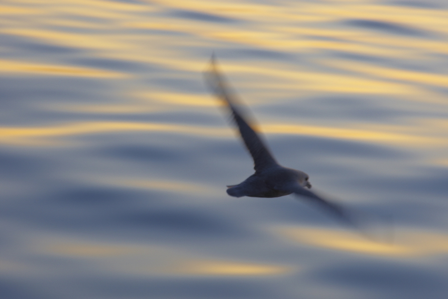 Eissturmvogel (Fulmarus glacialis)