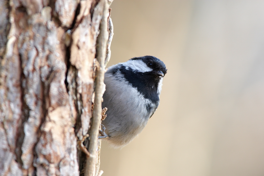 Tannenmeise (Periparus ater)