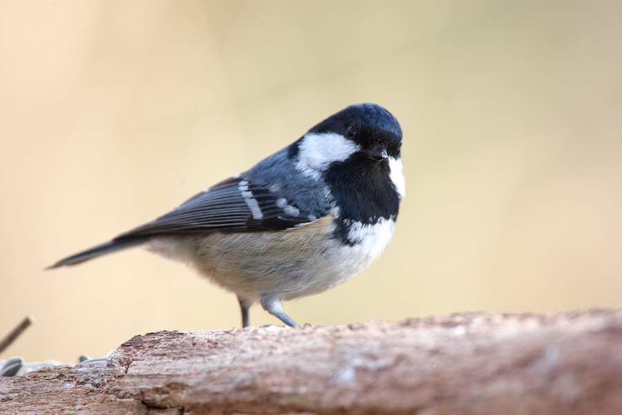 Tannenmeise (Periparus ater)