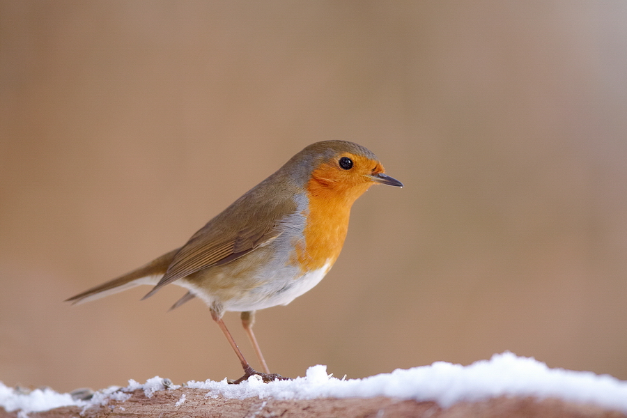 Rotkehlchen (Erithacus rubecula)