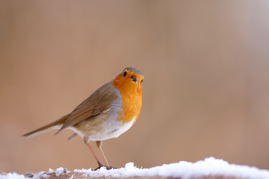 Rotkehlchen (Erithacus rubecula)