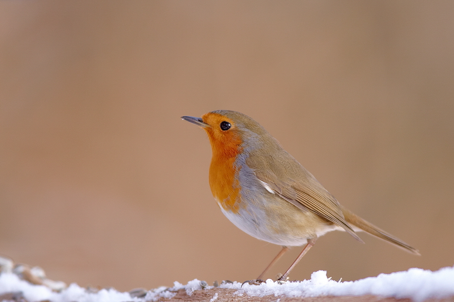 Rotkehlchen (Erithacus rubecula)