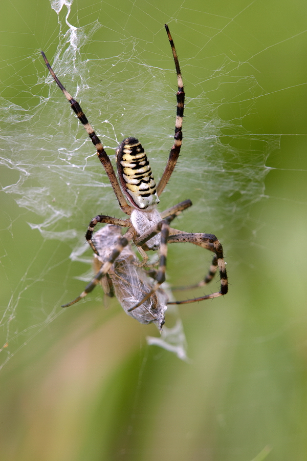 Wespenspinne (Argiope bruennichi)