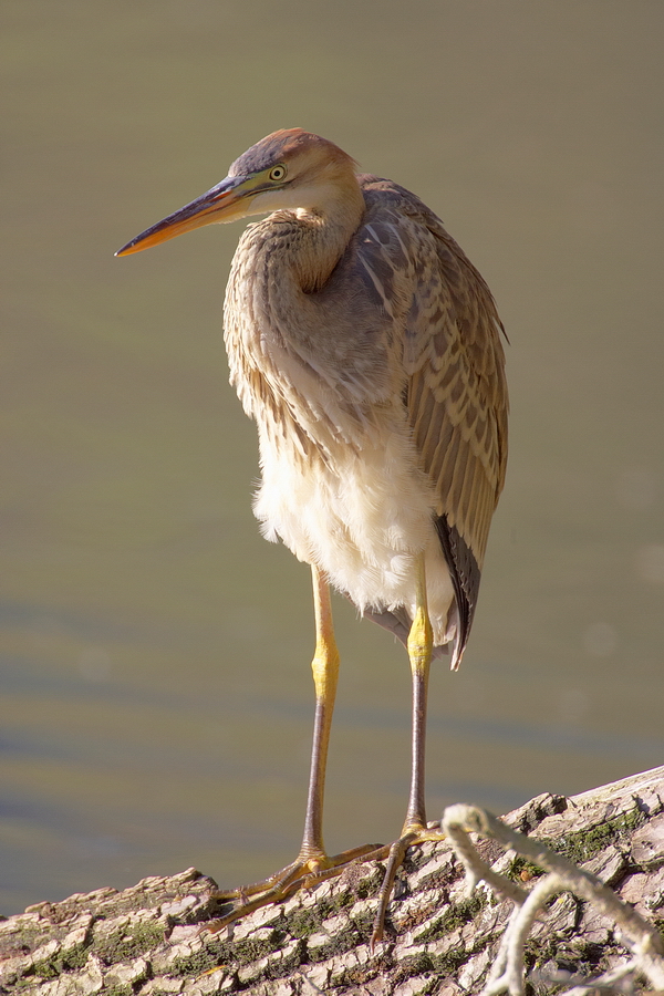 Purpurreiher (Ardea purpurea)