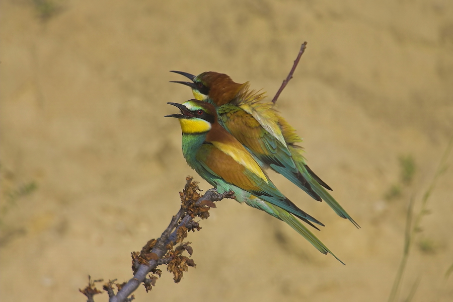 Bienenfresser (Merops apiaster)