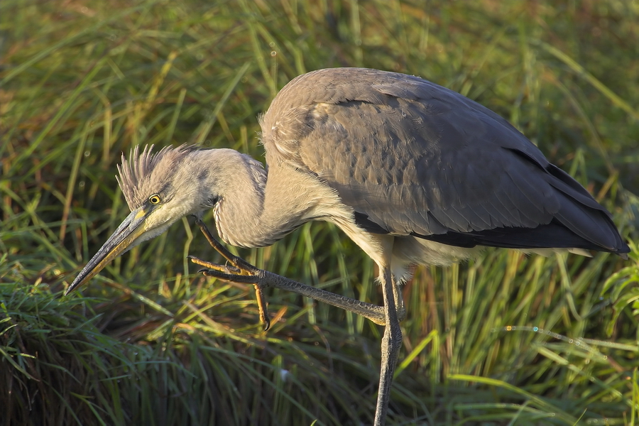 Graureiher (Ardea cinerea)