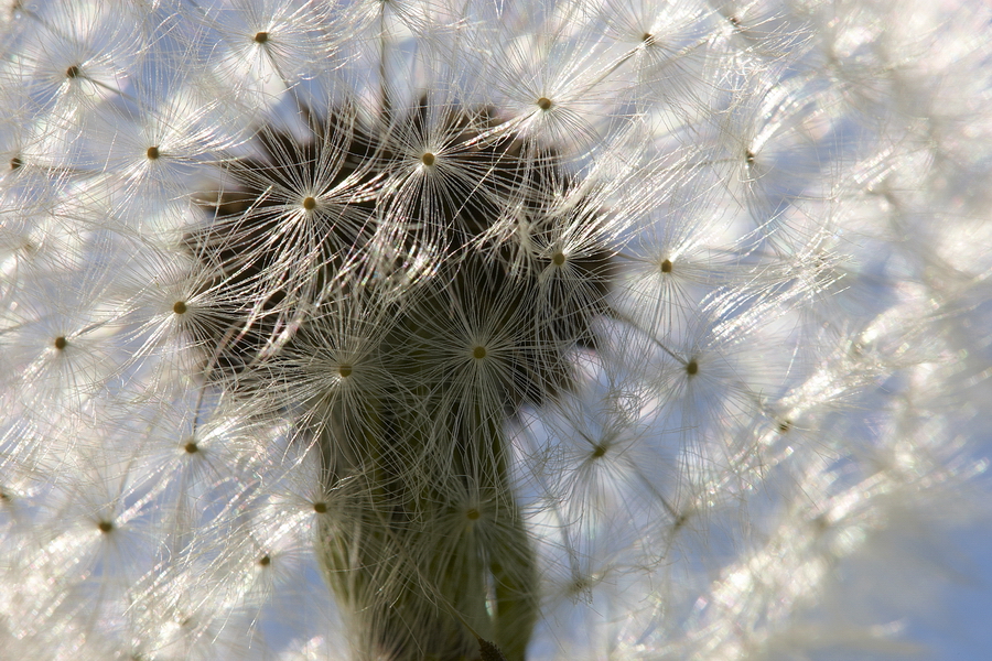 GewÃ¶hnlicher LÃ¶wenzahn (Taraxacum sect. Ruderalia)