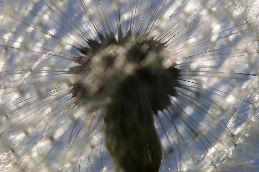 GewÃ¶hnlicher LÃ¶wenzahn (Taraxacum sect. Ruderalia)