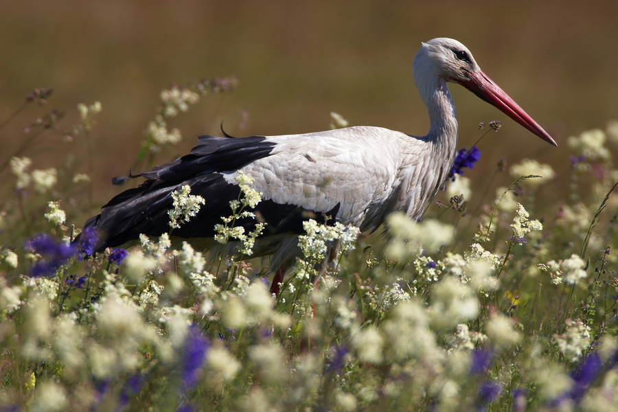 WeiÃŸstorch (Ciconia ciconia)