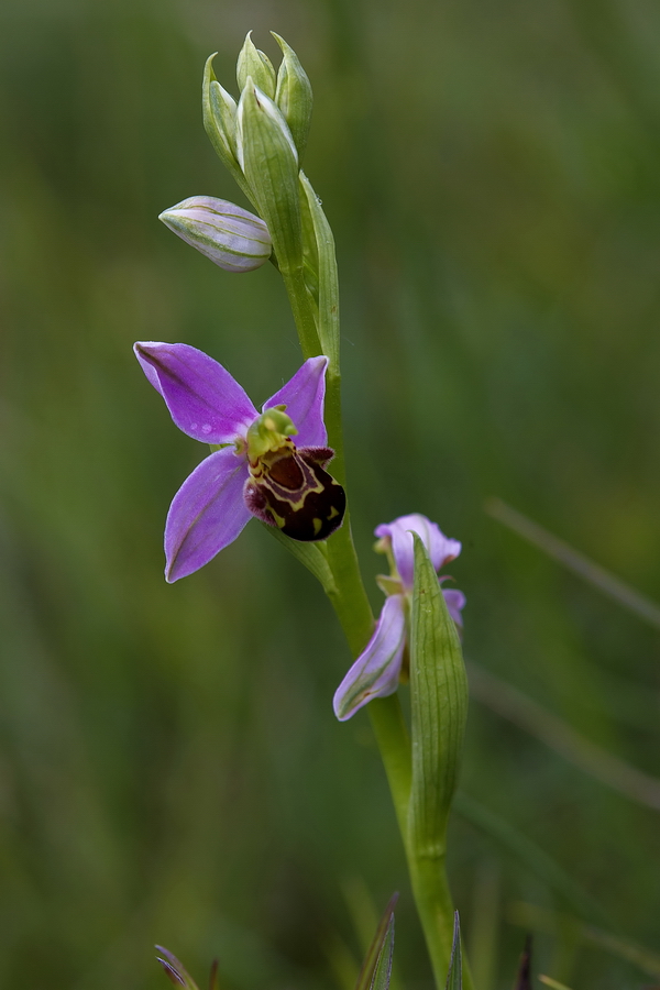 Bienen-Ragwurz (Ophrys apifera)