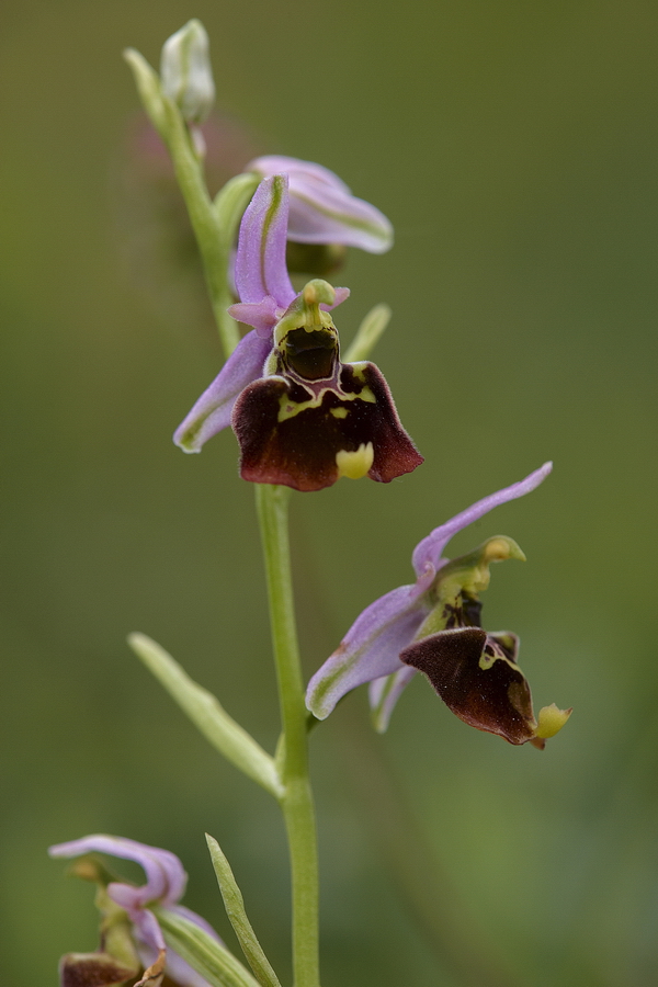 Hummel-Ragwurz (Ophrys holoserica)