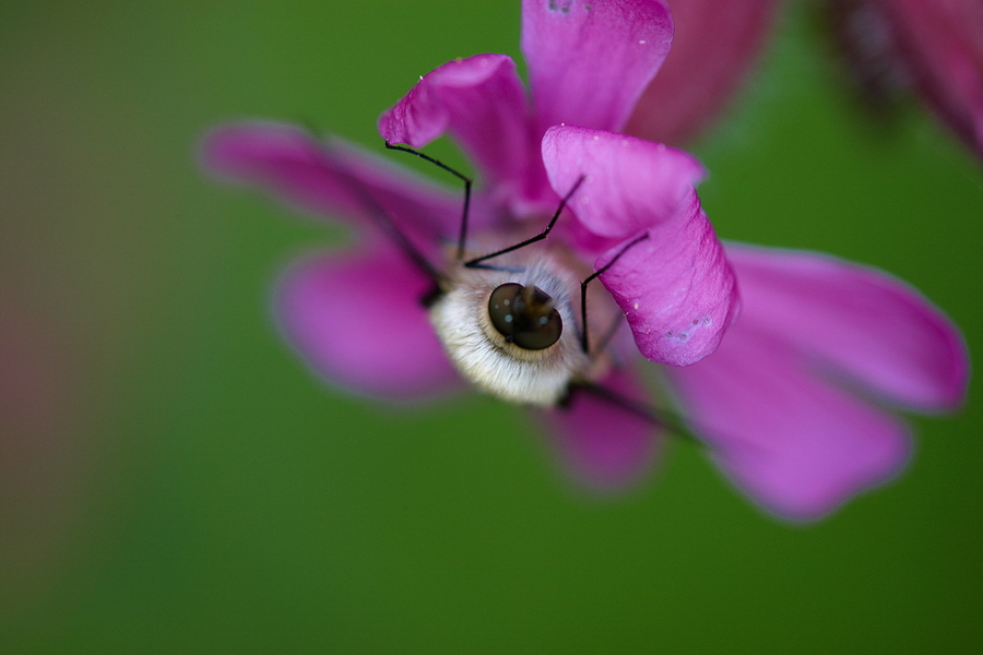 Wollschweber (Bombyliidae)