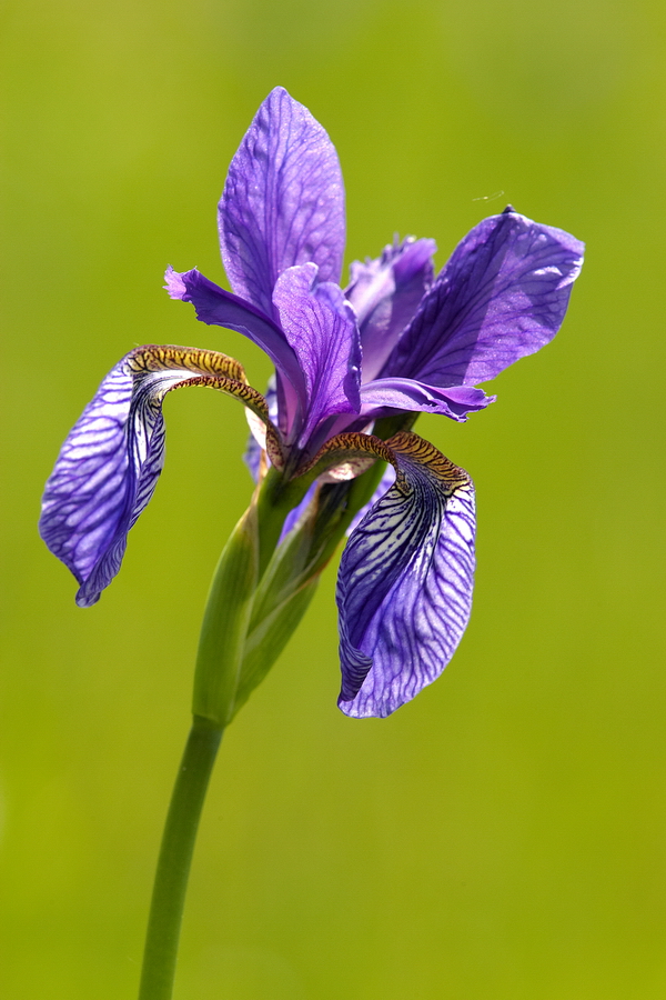 Sibirische Schwertlilie (Iris sibirica)